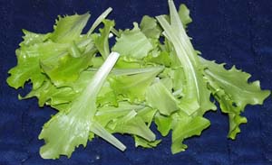 005 lattuga.jpg