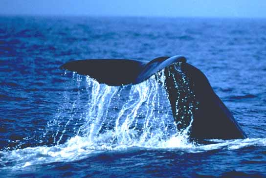 sp whale tail.jpg