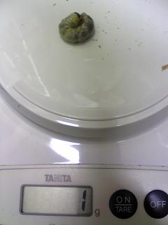 国産ミヤマニョロ (2).JPG