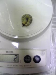 国産ミヤマニョロ (3).JPG