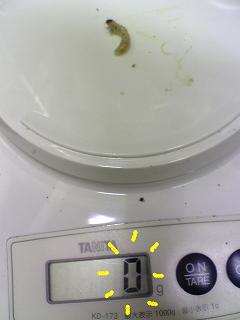 国産ミヤマニョロ (4).JPG