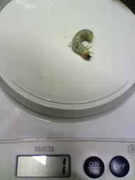 国産ミヤマニョロ (1).JPG