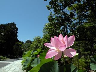 20110716鎌倉天園_0017蓮_AS.jpg