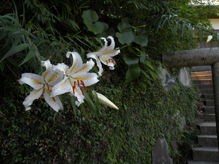 20110716鎌倉天園_0057天園へ(百合)_AS.jpg