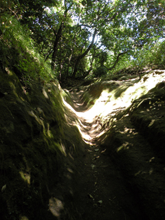 20110716鎌倉天園_0103径(天園へ)AS.jpg