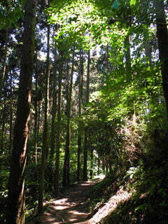 20110716鎌倉天園_0156木漏れ日_帰途AS.jpg