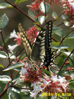 090829_総合公園_0108S_アゲハ_name.jpg