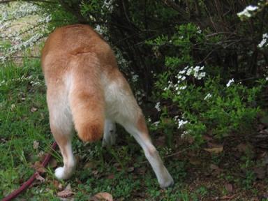 美味しい草はどこ？