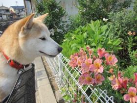 アンちゃんとお花☆