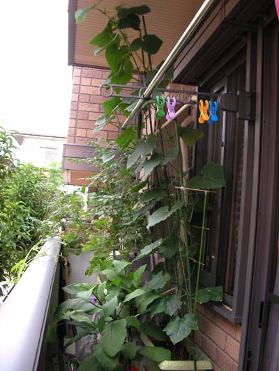7月19日ベランダ.JPG
