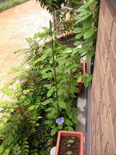 7月19日朝顔.JPG