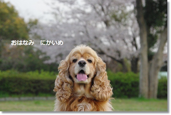 花見