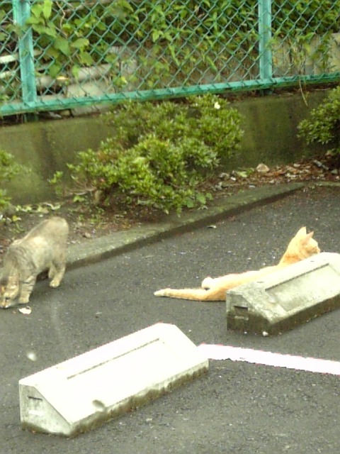 野良猫たち