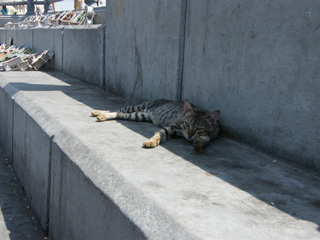 090906　にじゅう