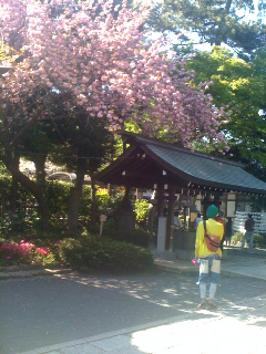 松蔭・桜.jpg