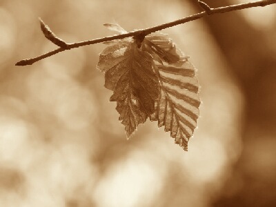 セピア色の想い３