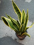 サンスベリア