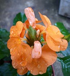クロサンドラ　花