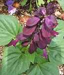 サルビア紫