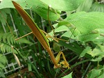 カマキリ