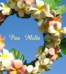 クレイフラワーＰｕａＭｅｌｉａ