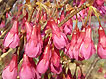 sakura-03.jpg