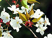 sakura-07.jpg