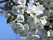 sakura-14.jpg