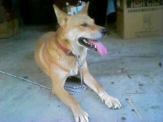 暑い～、暑いの～・・・