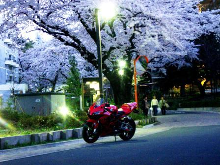 桜の木の下で・・・
