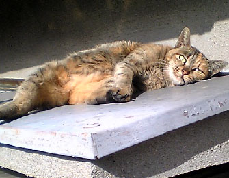 物干し猫きーちゃん