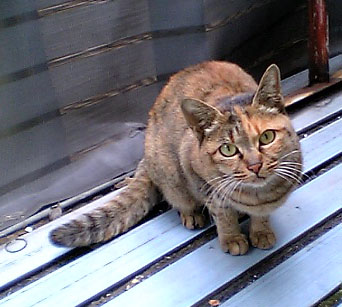 来年もよろしくにゃん