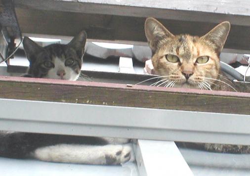 子猫といっしょ