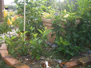 IMGP4712.JPG