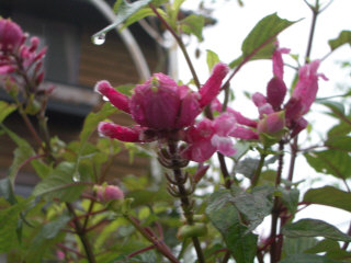 IMGP4542.JPG