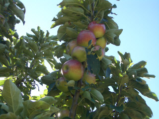 IMGP4581.JPG