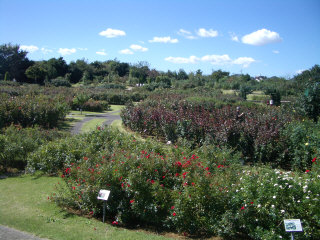 IMGP4584.JPG