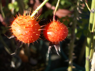 IMGP4595.JPG