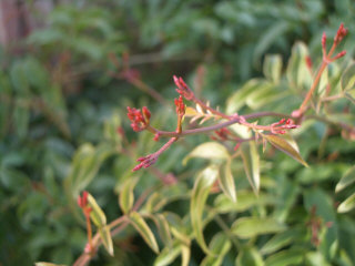 ハゴロモジャスミン１