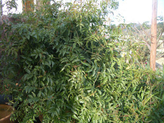 ハゴロモジャスミン２