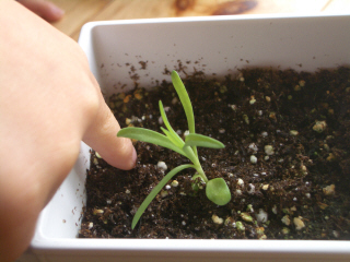 カーネーション