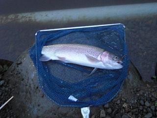 レインボートラウト