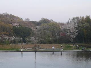 王禅寺　桜１