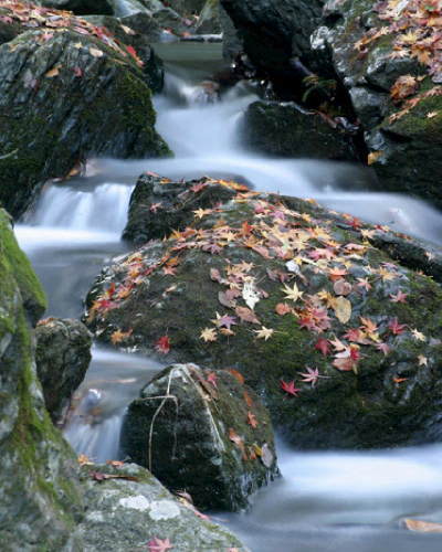 流れもあへぬ紅葉なりけり