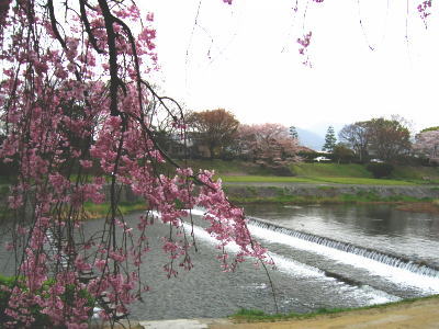 鴨川の半木桜