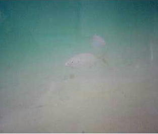 遭遇したお魚さん（アジ？）