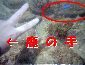 きれいな青い魚。