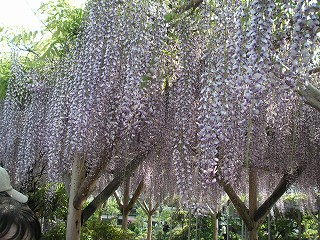 亀戸天神1