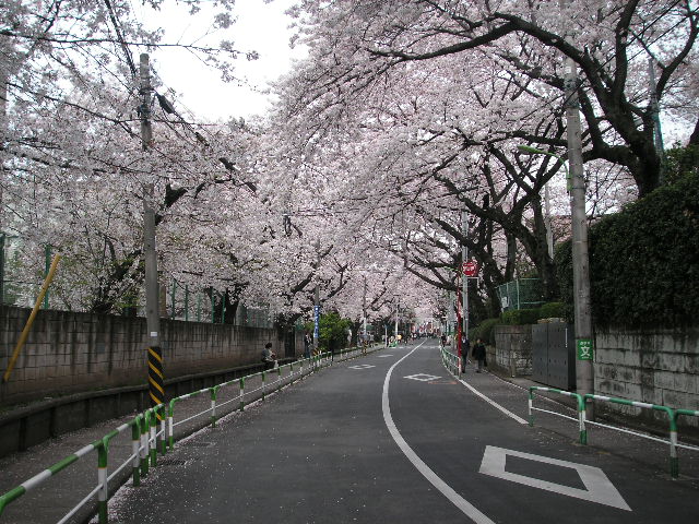 sakuragaokasakura2