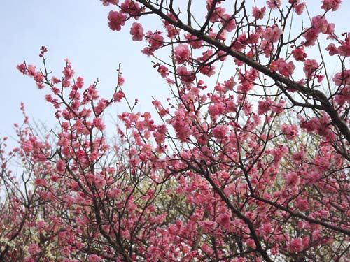 ume06_03_11-36.jpg